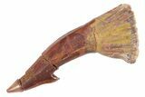 Fossil Sawfish (Onchopristis) Rostral Barb - Morocco #219890-1
